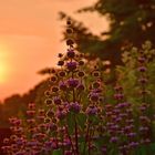 Purple Flower Sunrise