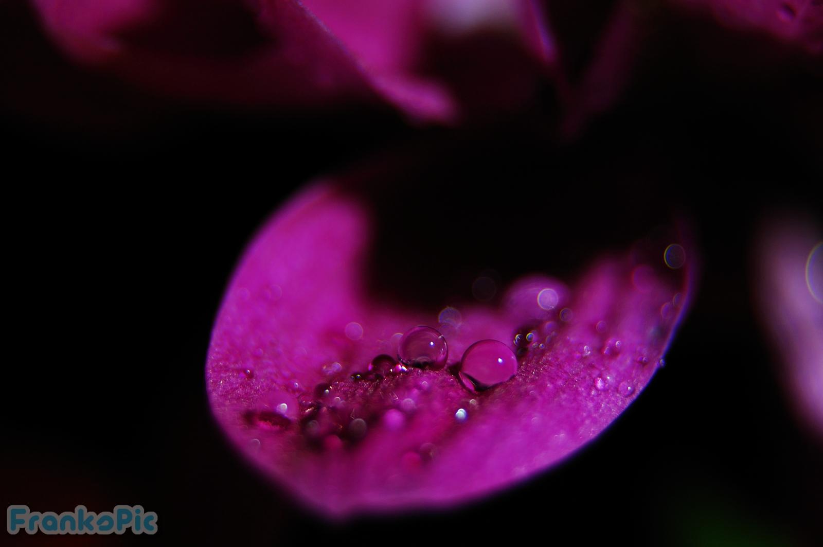 Purple Flower Water Drop