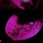 Purple Flower Water Drop