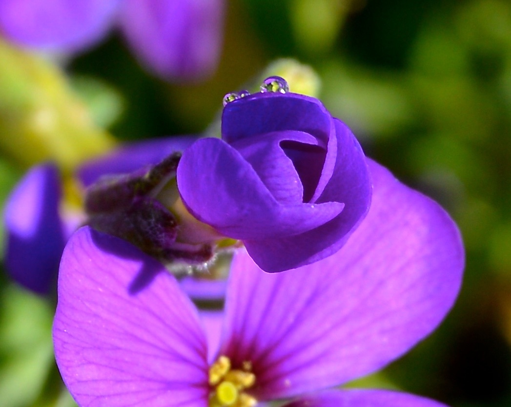 Purple Flower with Waterdrops