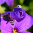 Purple Flower with Waterdrops