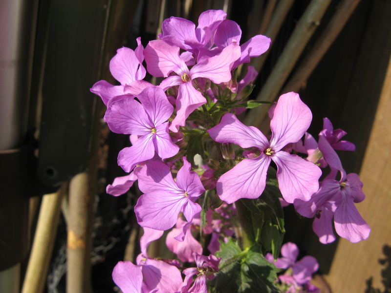 Purple flowers