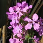 Purple flowers