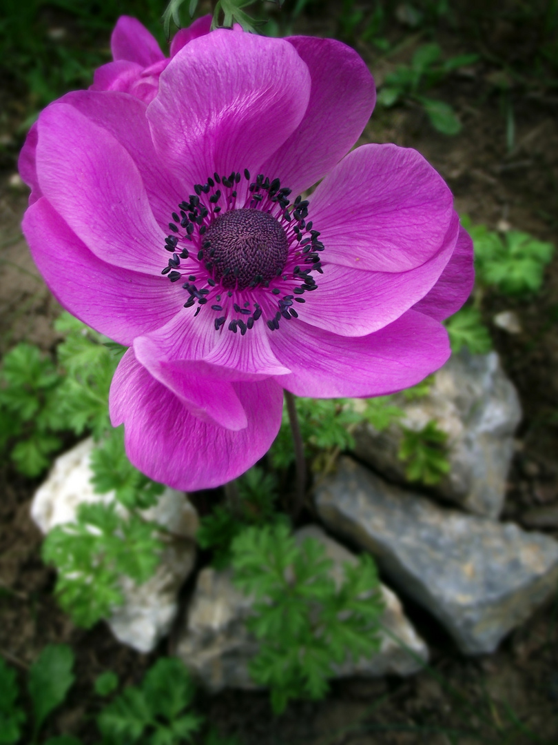 purple flowers