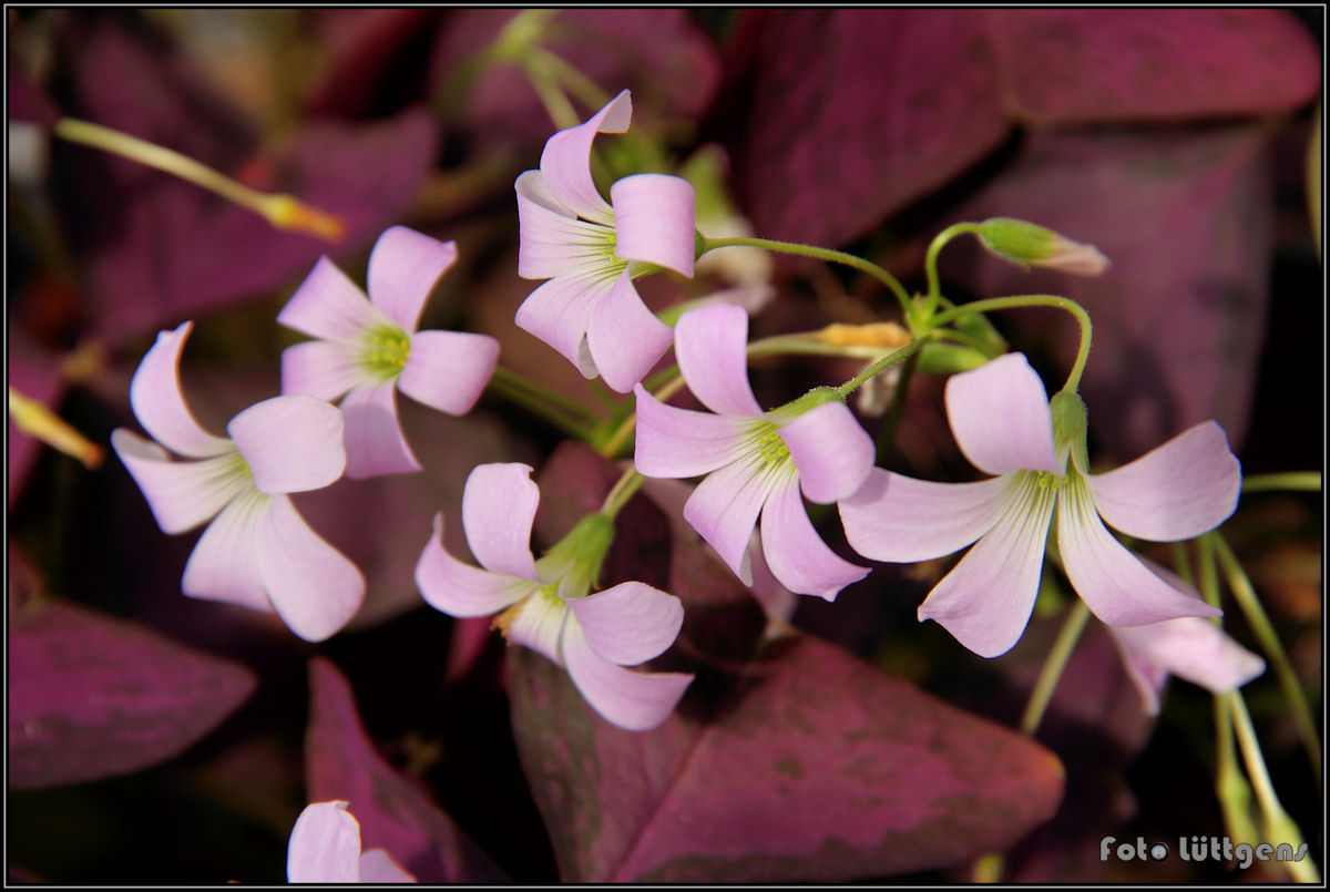 Purple Flowers