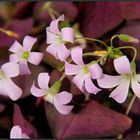 Purple Flowers