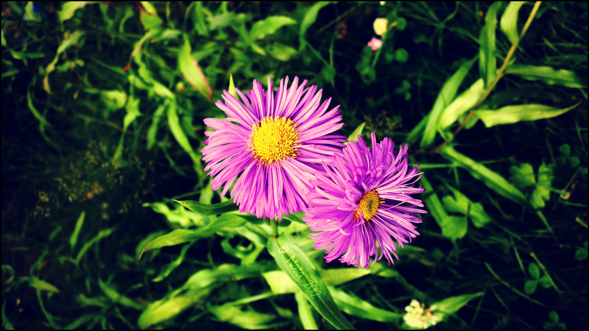 Purple Flowers