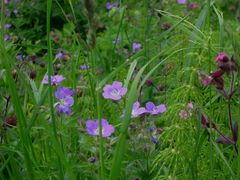 purple flowers