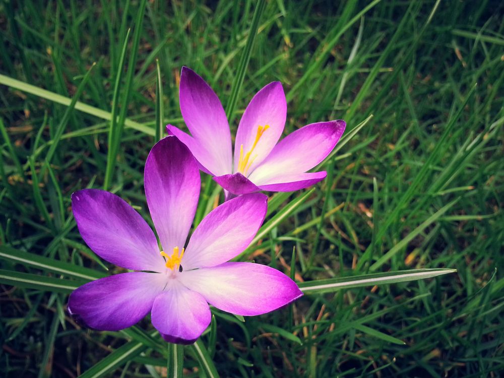 Purple Flowers