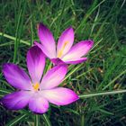 Purple Flowers