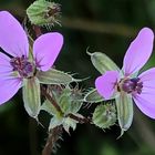 Purple flowers