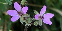 Purple flowers