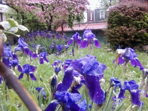 Purple Flowers