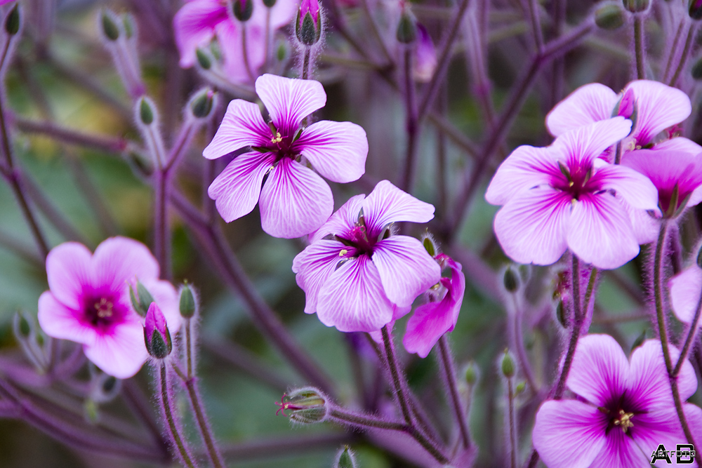 purple Flowers