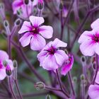 purple Flowers