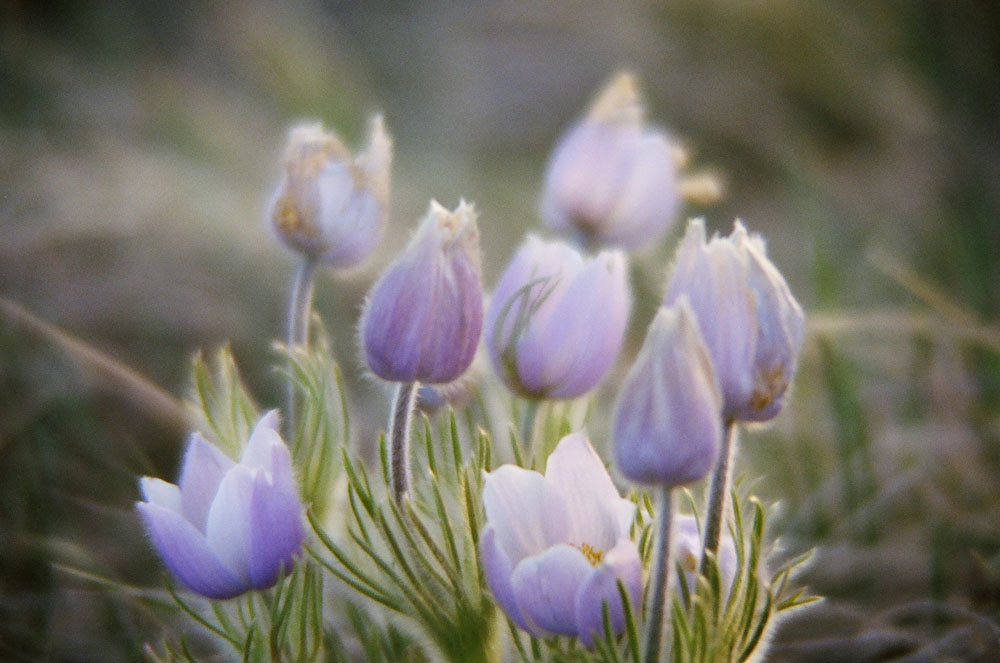 Purple Flowers