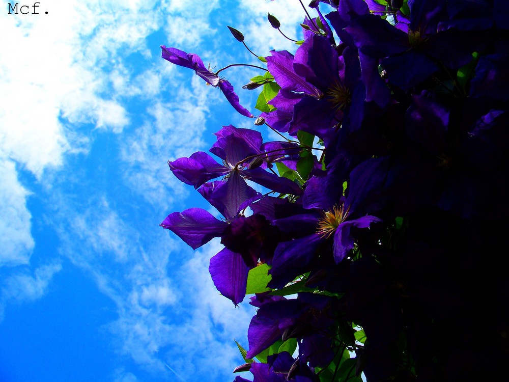 Purple Flowers again