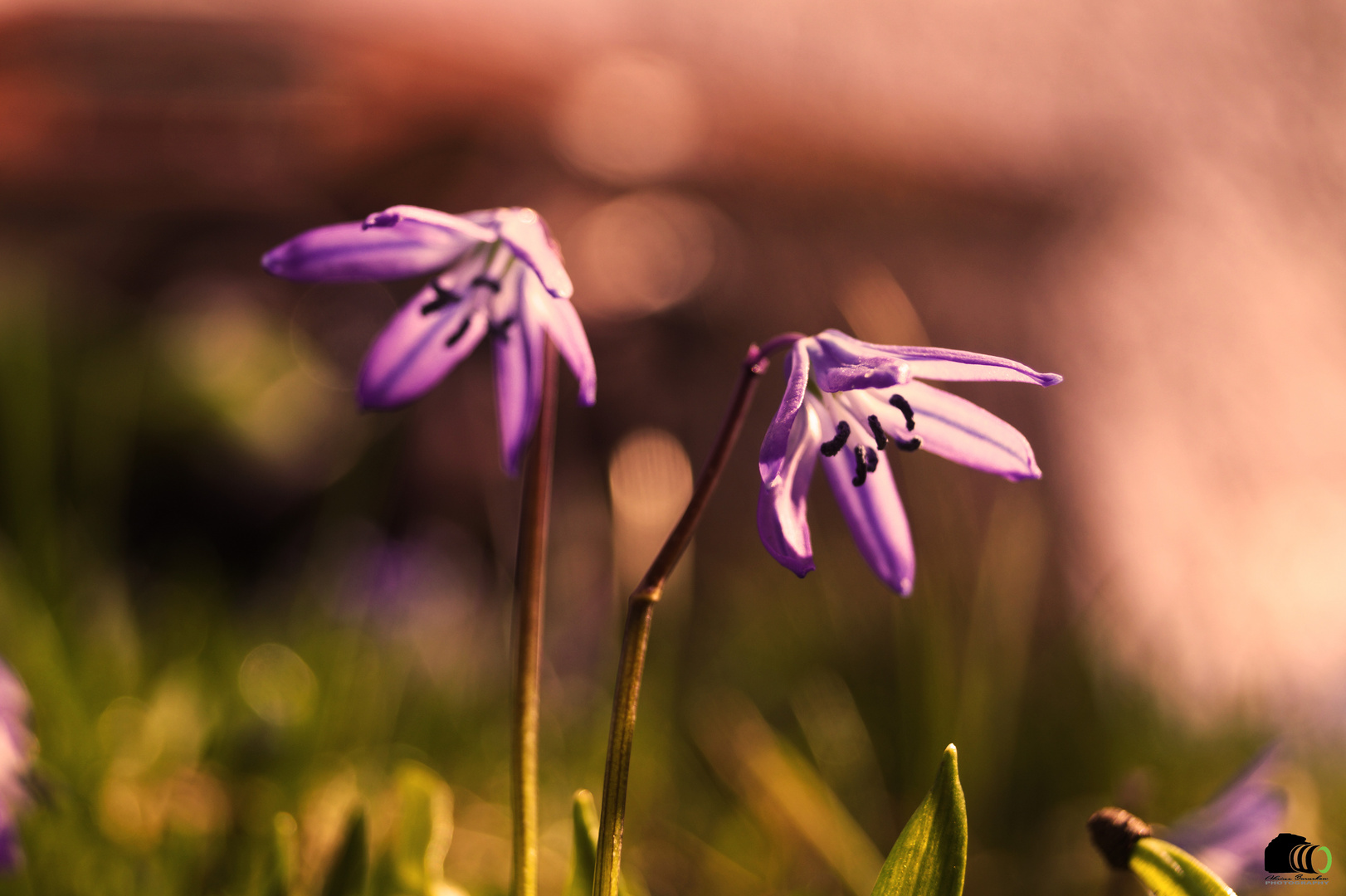 purple Flowers