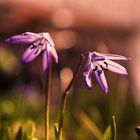 purple Flowers