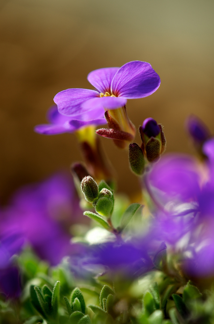 Purple Fog