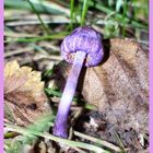 Purple Fungi