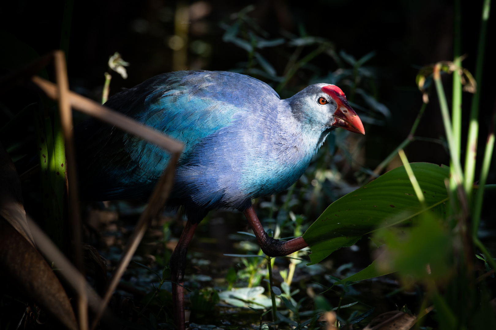 Purple Gallinule