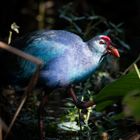 Purple Gallinule