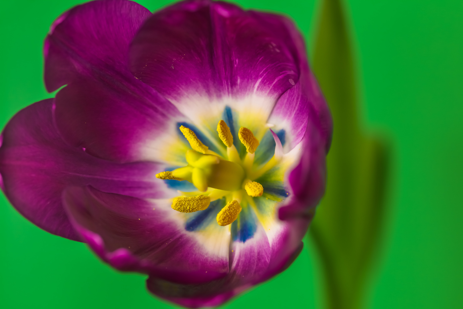 Purple Garden Tulip