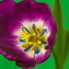 Purple Garden Tulip