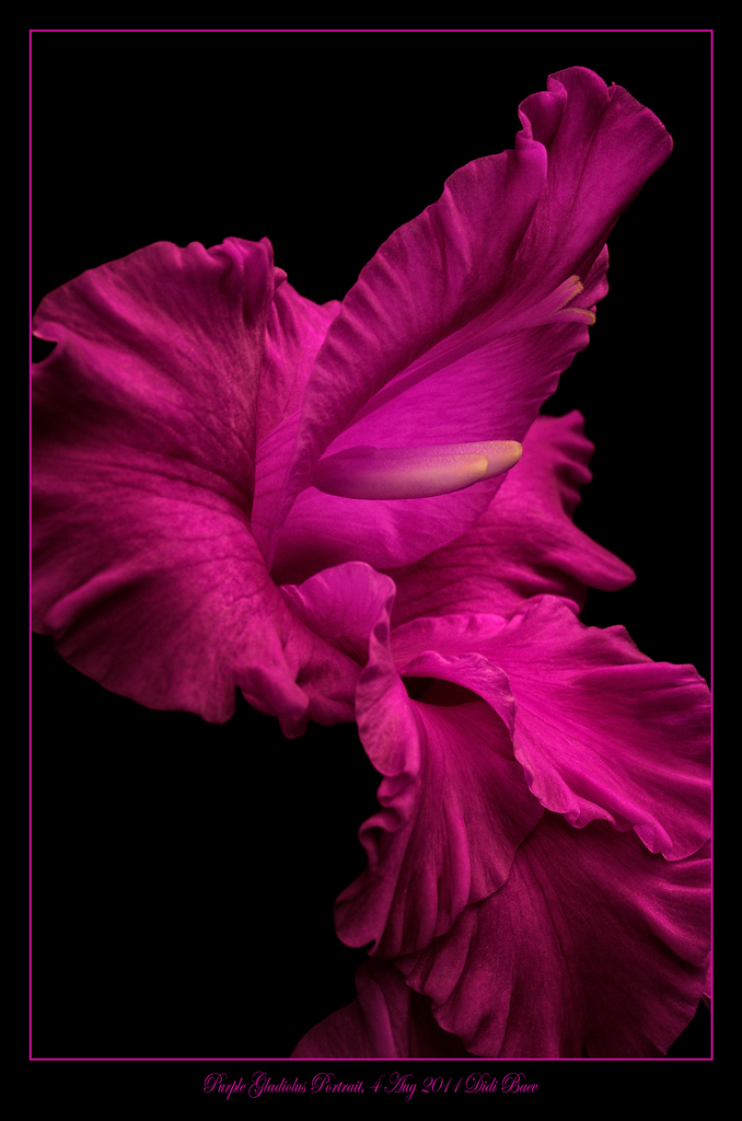 Purple Gladiolus Portrait