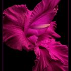 Purple Gladiolus Portrait