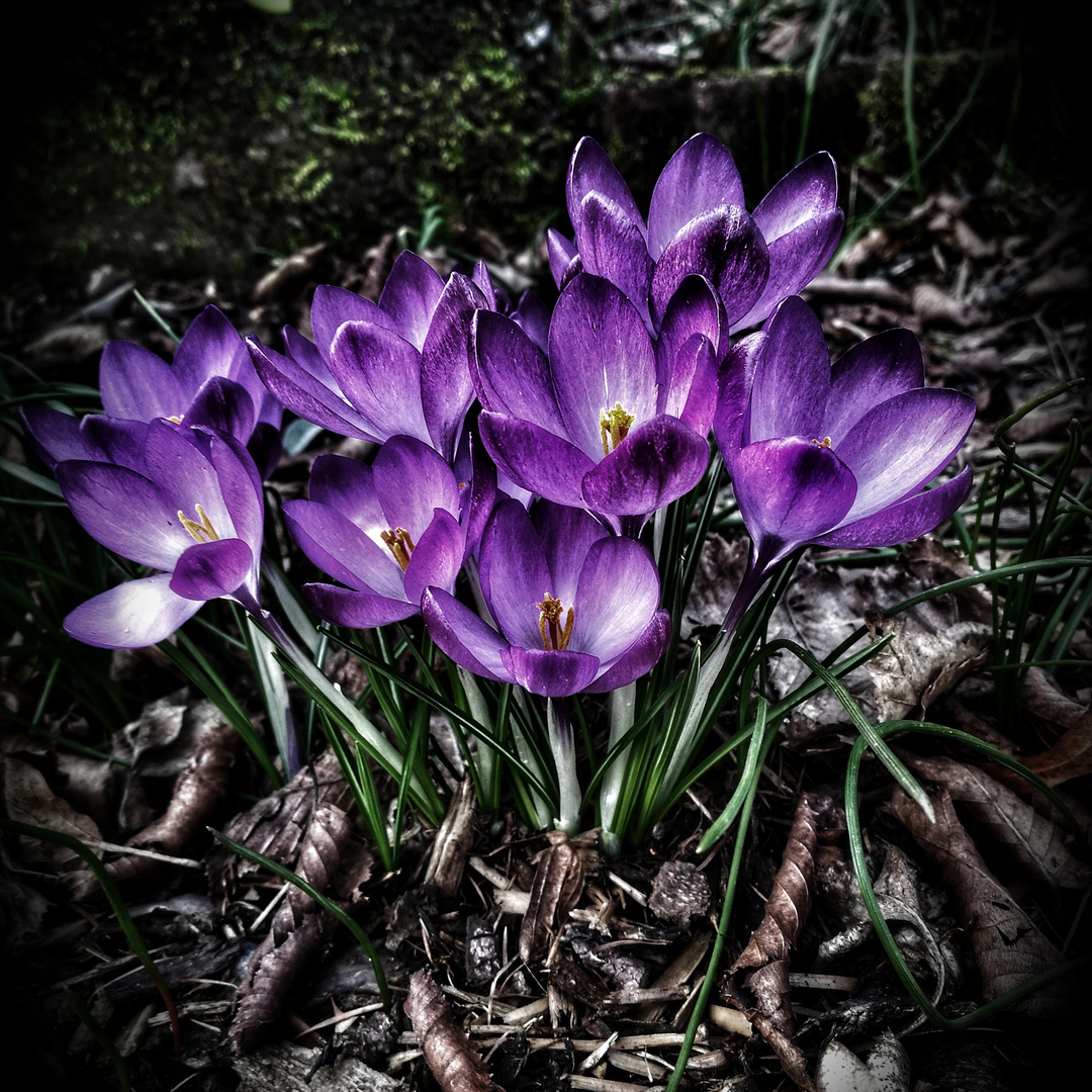 Purple Glow In The Dark Foto & Bild pflanzen, pilze & flechten