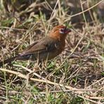 Purple grenadier,female