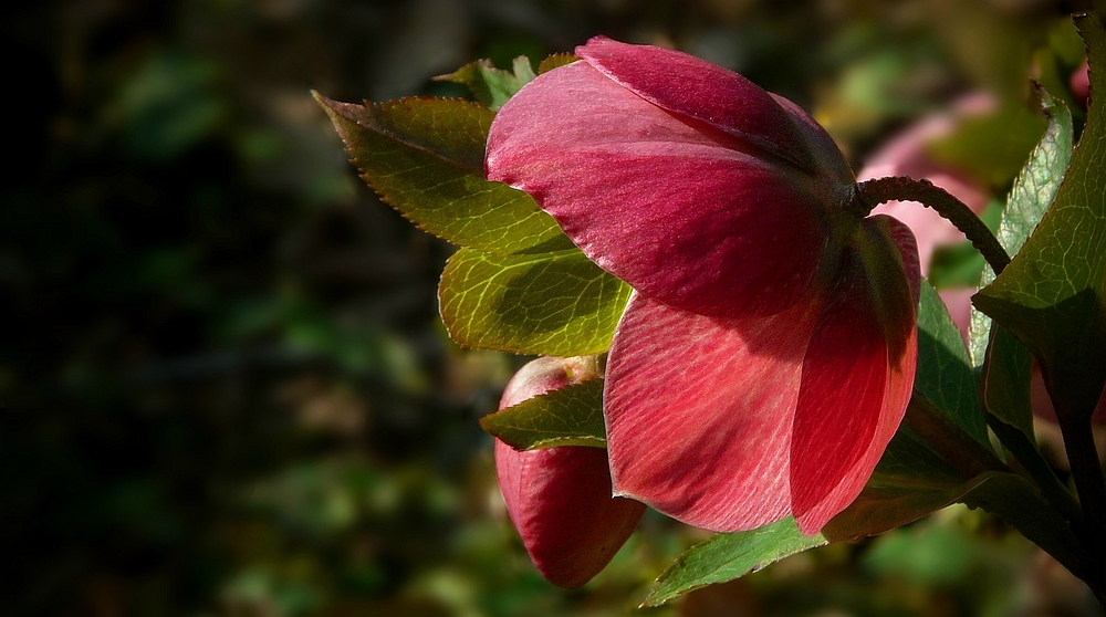 Purple Hellebore