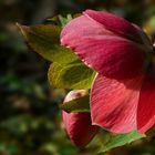 Purple Hellebore