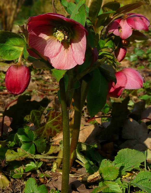 Purple Hellebore