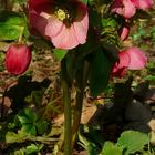 Purple Hellebore