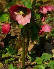 Purple Hellebore