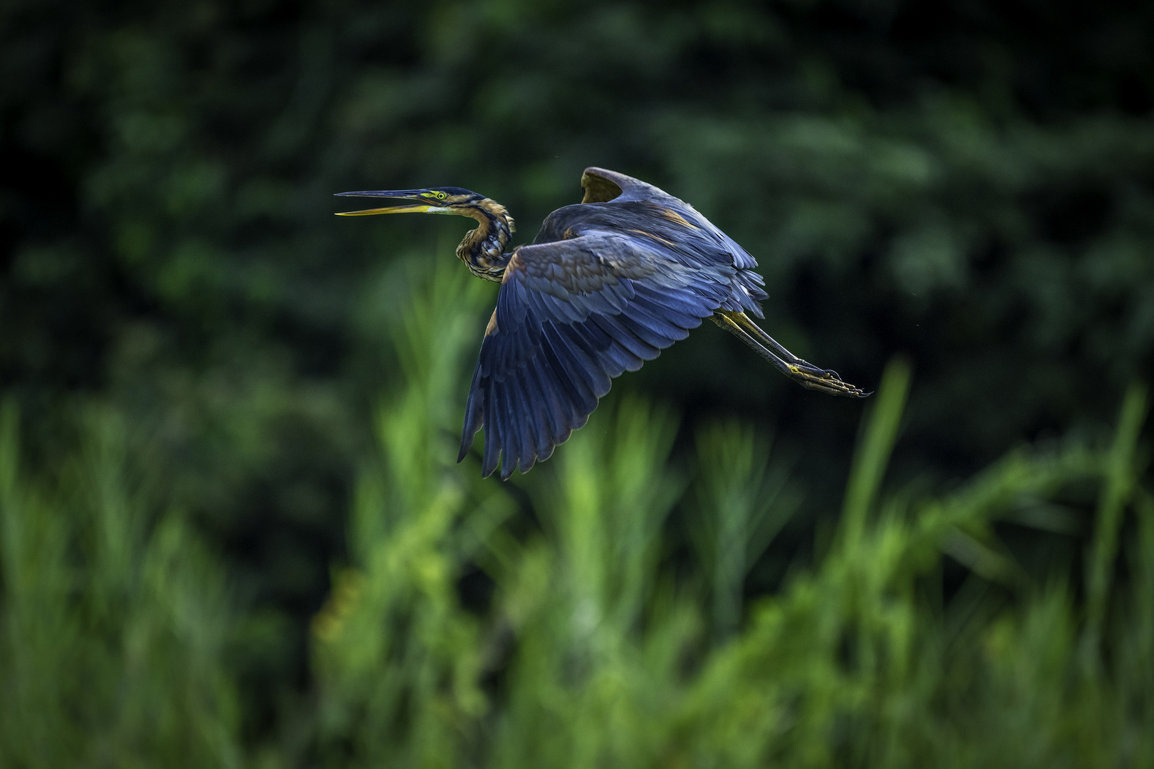 PURPLE HERON