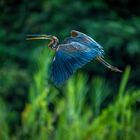 PURPLE HERON