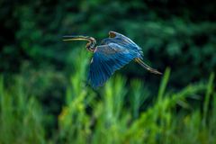 PURPLE HERON