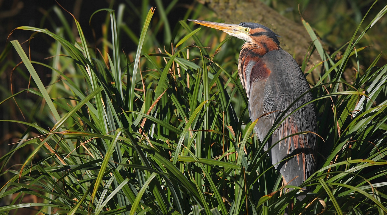 Purple Heron 