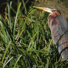 Purple Heron 