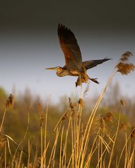 Purple heron (Ardea purpurea)