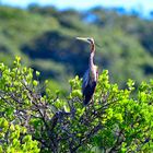 Purple Heron