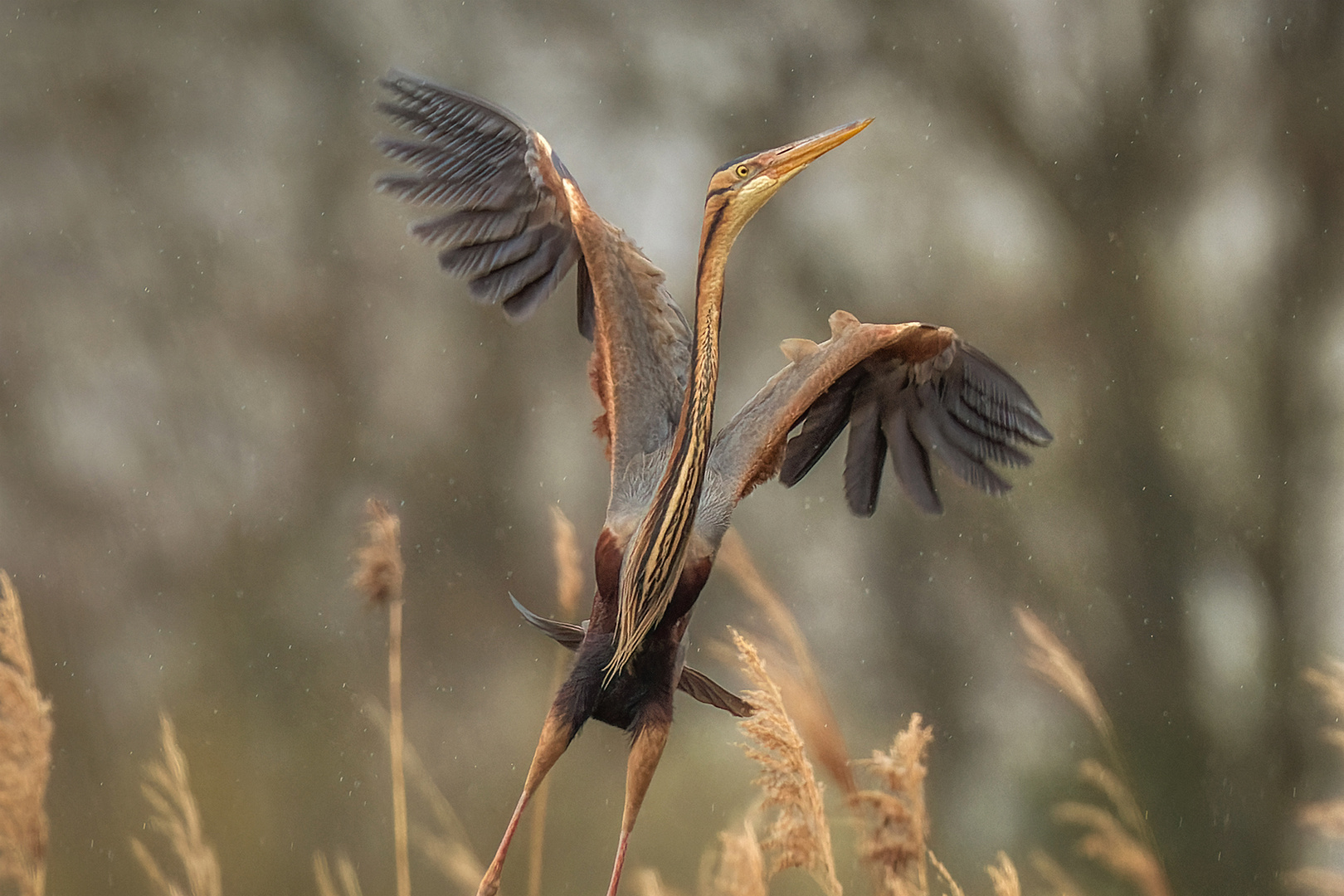 purple heron in all its grace / Purpur-Reiher / ardea purpurea