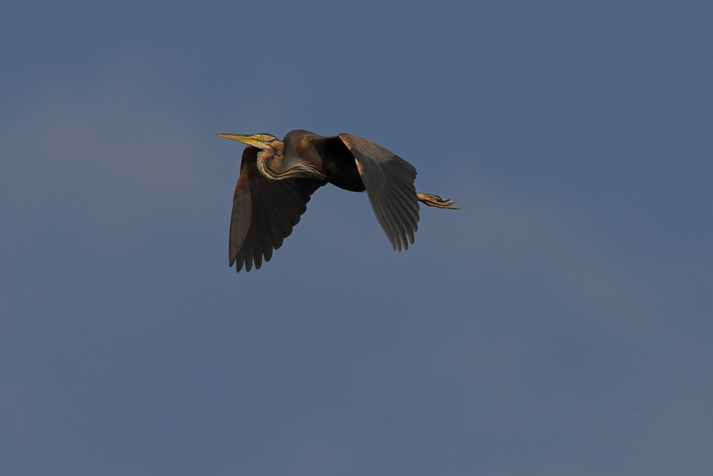 Purple Heron: Out of the Camera and right into the Middle!