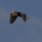 Purple Heron: Out of the Camera and right into the Middle!