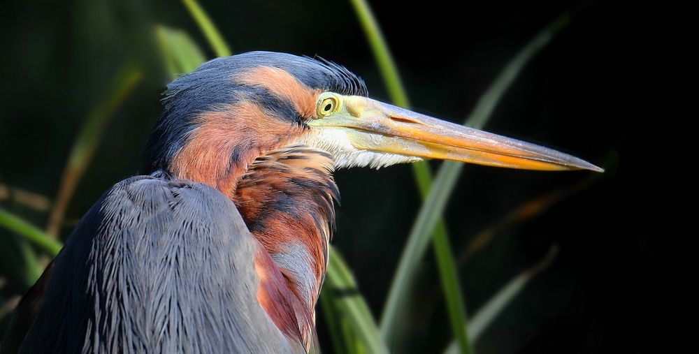 Purple Heron portrait