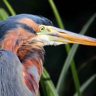 Purple Heron portrait